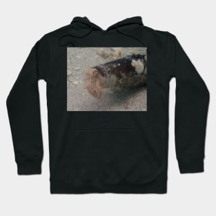 An Octopus Makes a Home in a Bottle at West Palm Beach Hoodie